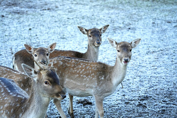 Several young deer on a snowy background.