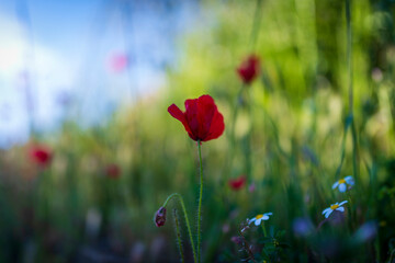 flor amapola primavera street