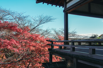 Fototapeta premium 石山寺の美しい紅葉
