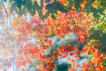 石山寺の美しい紅葉