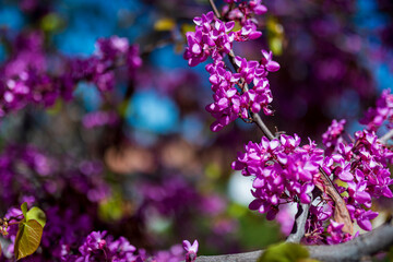 ÁRBOL CON FLORES AZULES Y ABEJA NEGRA