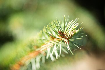 close up view of pine tree branch with green needles on blurred background.