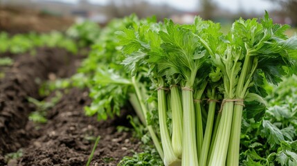 Fototapeta premium Fresh Celery Harvested from Organic Farm in Rural Landscape