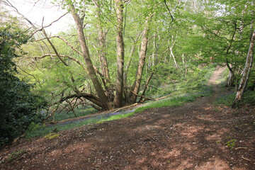 Obraz premium Queens Hill Costessey Norwich, United Kingdom, May 2, 2024. Views from Queens Hill Forest