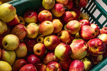 Organic veg -apples in a crate