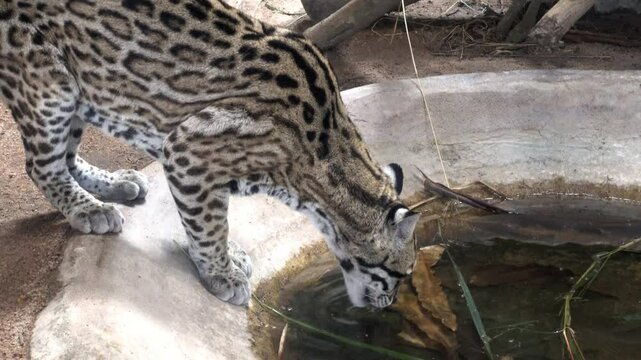 The tiger fish bent down to drink water in the pond.