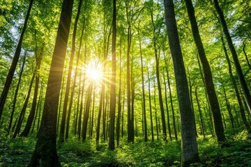 Fototapeta premium Sunlight filtering through lush green forest with tall trees and vibrant foliage