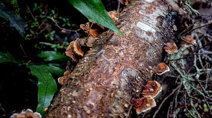 Mushrooms fungus growing on tree in a forest green lush