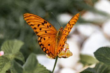 butterfly
