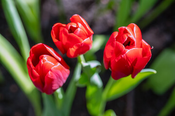 picture of tulip flower field