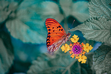 butterfly