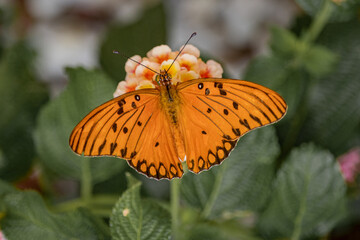 butterfly