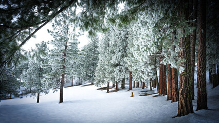 snow covered trees with dog