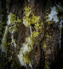 moss covered tree