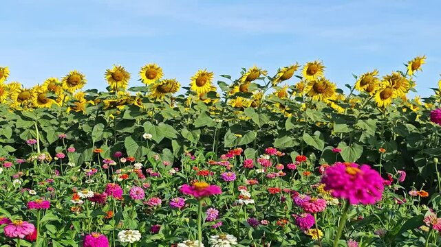 Sunflowers and zinnias
