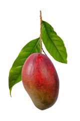 mango fruit isolated on white background with clipping path and full depth of field