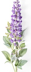 Obraz premium Beautiful wild lupine flowers with purple petals and green leaves, spring, petals, green leaves, lupine, beautiful