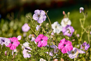 Obraz premium Vibrant Petunias in Bloom: A Colorful Garden Display