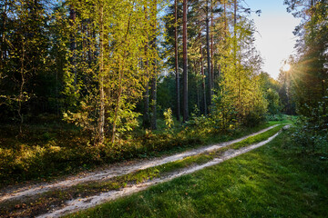 Obraz premium Serene Forest Path in Golden Hour Light
