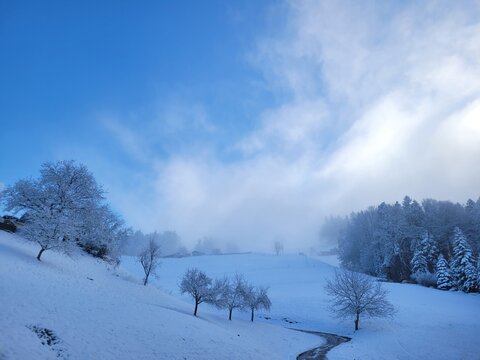 snow covered trees
