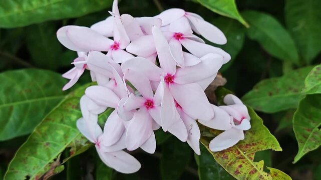 Kopsia rosea flower