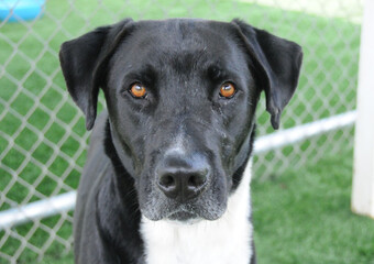 OC SHELTER DOGS.© Pupparazzi - Debbie VanStory