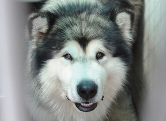 Fototapeta premium OC SHELTER DOGS.© Pupparazzi - Debbie VanStory