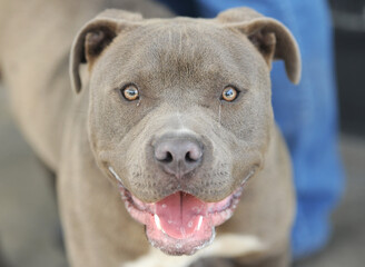 Obraz premium OC SHELTER DOGS.© Pupparazzi - Debbie VanStory