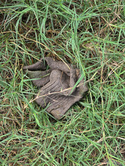 Fototapeta premium a vertical shot of a dirty and wet white fabric glove on the ground