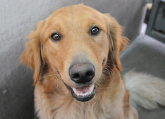 OC SHELTER DOGS.&copy; Pupparazzi - Debbie VanStory