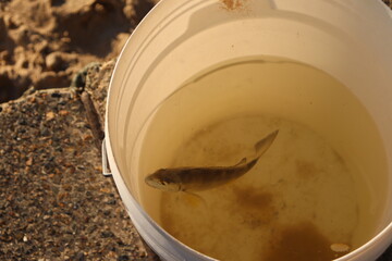 물고기, 낚시, 양동이, 호주, 취미, 호수, 먹을것, 수프, 식사, 백, 요리, 고립시키는, 그릇, 야채, 잔, 식당, 건강한, 차, hot, 마시다, 번호판, 점심, 닭, 고기, 요리, 근접, 아침 식사, 맛있는, 전통