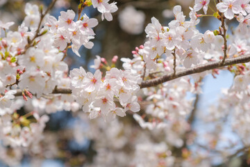 春の青空に映える桜