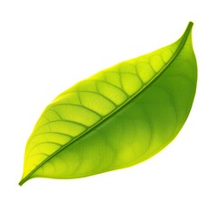 Fototapeta premium A single green tea leaf on a white background, showcasing its delicate shape and vibrant green color , floral, nature, leaves, plant, tea