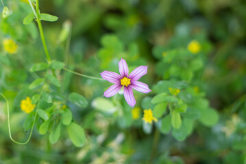 春の野原に紫色の小さなニワゼキショウ