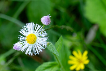Obraz premium 春から夏 公園に咲く ヒメジオンの花とつぼみ