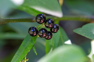 Maria-pretinha (Solanum Americanum)	
