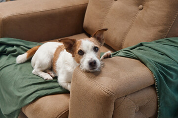 Obraz premium Jack Russell Terrier dog rests its head on an armchair indoors, showing a calm and relaxed expression. The cozy setup highlights the pet's serene and comfortable state.