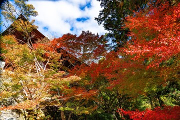 Fototapeta premium 両子寺の紅葉