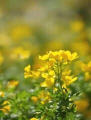 Obraz premium Close-up of a cluster of yellow buttercup flowers with blurred background, vibrant, fresh, nature, macro, petal