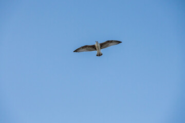 Obraz premium Una gaviota extiende sus alas mientras surca el cielo azul, representando libertad y ligereza en un paisaje minimalista y despejado. 