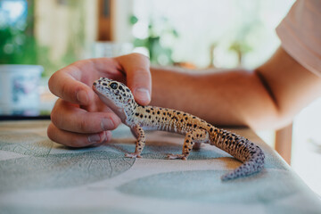 A close-up of a leopard gecko resting on a table, interacting with a hand, symbolizing gentle care...