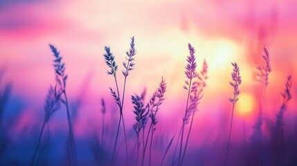 Fototapeta premium breathtaking sunset casts a warm glow over a vast, golden field, with silhouettes of gently swaying grass against the colorful sky, evoking feelings of peace and tranquility