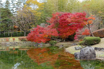 公園の色づいたもみじ