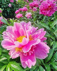 Peonies