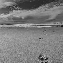 Obraz premium footprints in the sand
