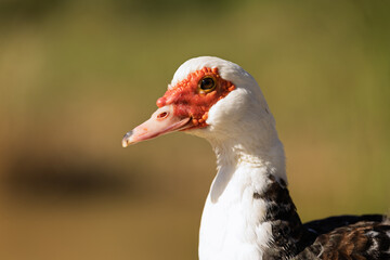 Retrato detallado de un pato con cabeza roja y plumaje contrastante, capturado bajo luz natural....