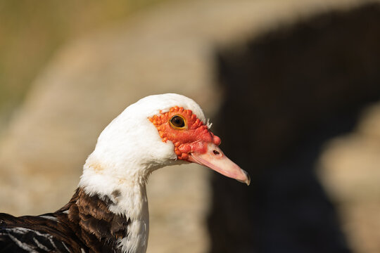 Retrato detallado de un pato con cabeza roja y plumaje contrastante, capturado bajo luz natural. Ideal para proyectos de naturaleza y estudio de aves.