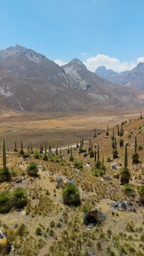 Aerial of Puya Raimondii, World's Largest Bromeliad Plants, Vertical Fly-over