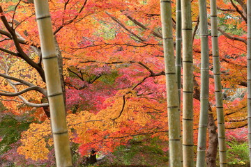 竹林越しに見える綺麗な紅葉