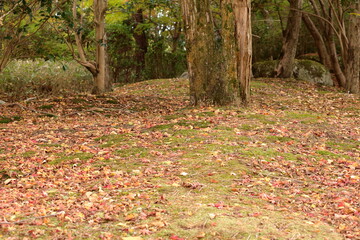 公園の樹木と落葉